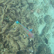 Picture 021